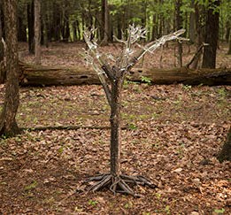 Tree of Fulgurite #1