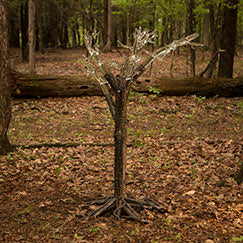Tree of Fulgurite #1