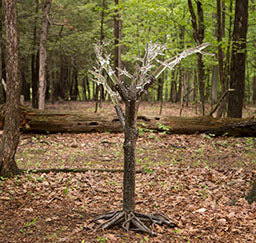 Tree of Fulgurite #1