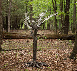 Tree of Fulgurite #1