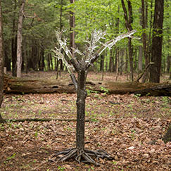 Tree of Fulgurite #1