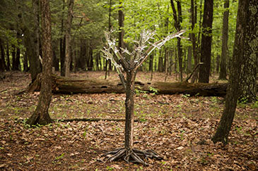 Tree of Fulgurite #1