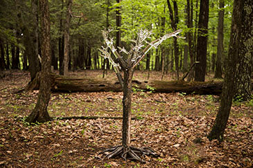 Tree of Fulgurite #1
