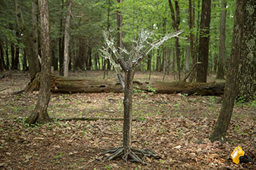 Tree of Fulgurite #1