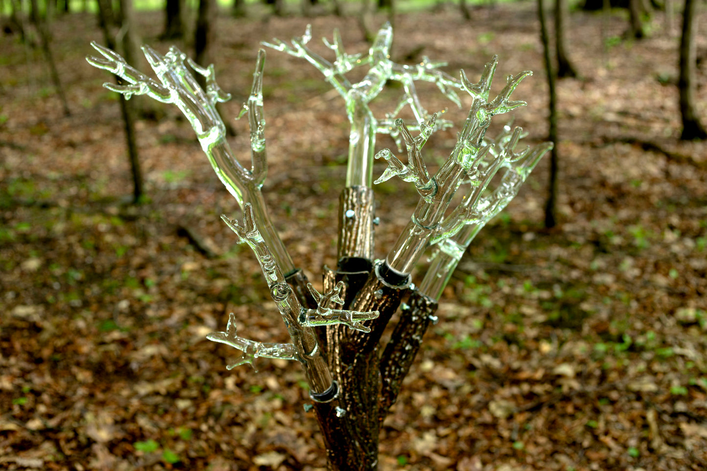 Tree of Fulgurite #1