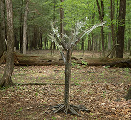 Tree of Fulgurite #1